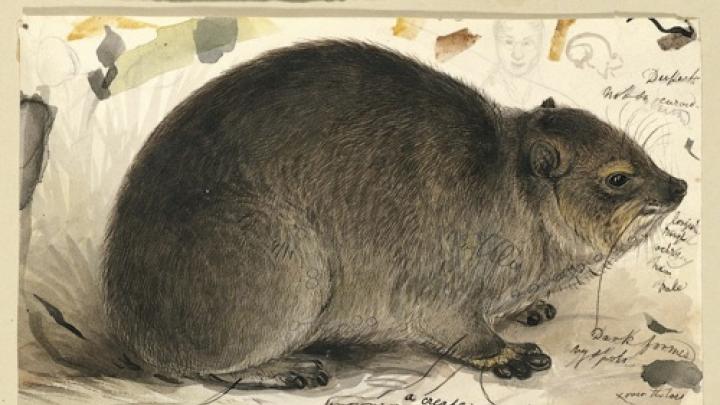 Study of a Rock Hyrax <i>(Procavia capensis)</i>