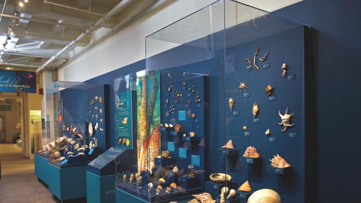 A view of <i>Mollusks: Shelled Masters of the Marine Realm,</i> a new exhibition at the Harvard Museum of Natural History 