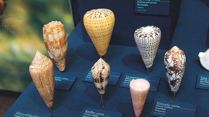 A selection of cone snail shells