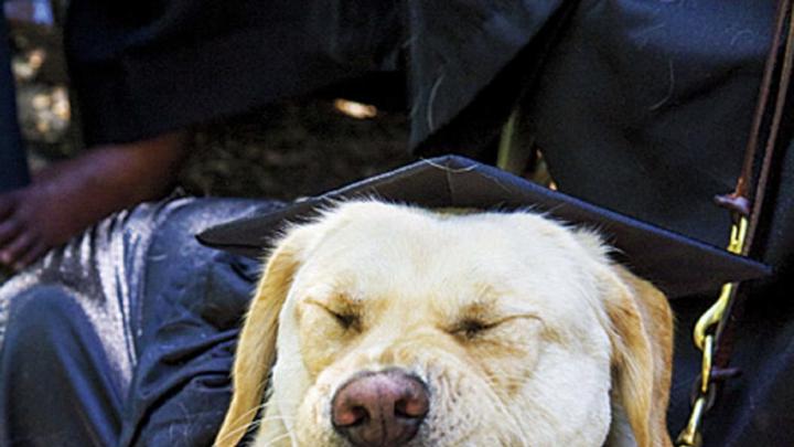 Canine critic Zo&euml;, the seeing-eye dog of Kristin Anne Fleischner, J.D. &rsquo;14, attends Commencement suitably attired.
