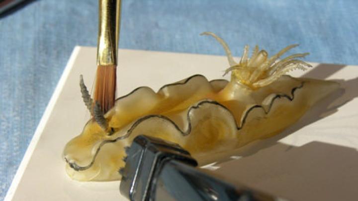 The exhibit marks a milestone in an ongoing eight-year restoration project. Here a black-margined nudibranch is cleaned. (MCZ SC232,<i> Casella philippinensis</i>)