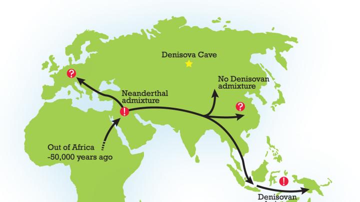 Early modern humans likely encountered Neanderthals and Denisovans after migrating from Africa approximately 50,000 years ago. 