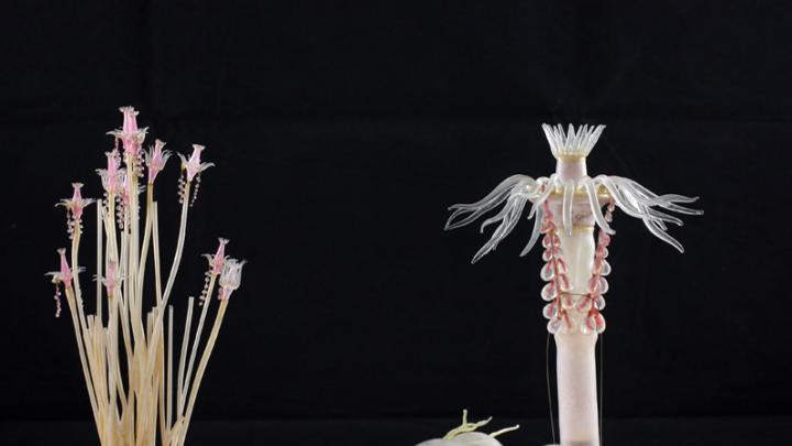 Decades before they were commissioned to create Harvard’s Glass Flowers, the Blaschkas were known for their glass sea creatures, made to exacting naturalistic detail.  They presented <i>Tubularia indivisa</i> both at life size (left) and with enlargements to show particular anatomical details. (MCZ SC119)