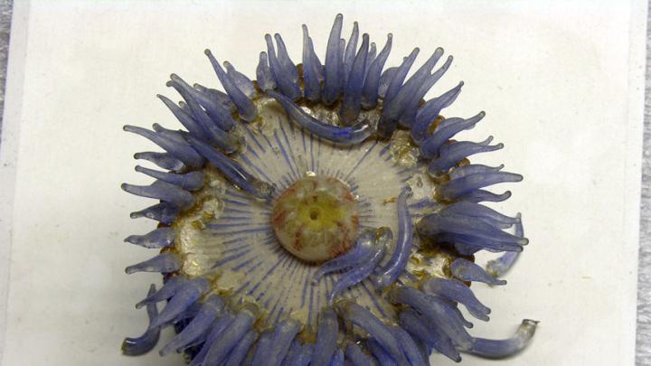 The restoration shed light on the Blaschkas’ methods. The marine invertebrate models (here, another sea anemone) are made mostly of clear, painted glass and some colored glass, while the later botanical models made more use of colored glass. The Blaschkas likely made many parts, like tentacles, at once, assembling the models to order. (MCZ SC50, <i>Phymactis florida</i>)