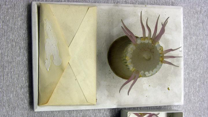 More than 100 years after the models were made, the animal-hide glue used in their construction had begun to deteriorate, causing some pieces to fall off, as with this model of a sea anemone. (MCZ SC58, <i>Sagartia impatiens</i>)