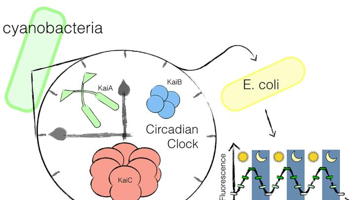 Researchers have transplanted a circadian clock from cyanobacteria into a gut microbe, <i>E. coli.</i> 
