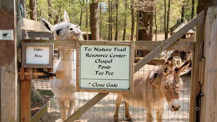 Beyond the entrance, donkeys greet visitors.