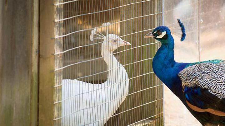 Peafowl commune at the aviary.