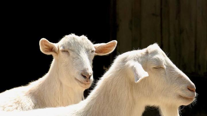 Goats roam the barnyard.