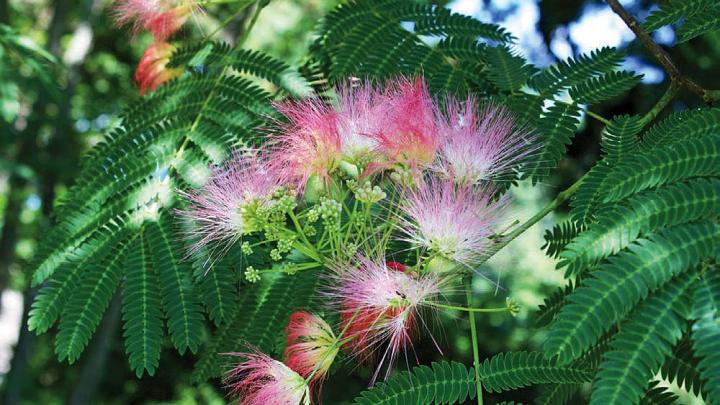 Pink blossoms of the mimosa tree