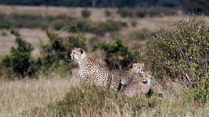 Termite mounds, seen here in Kenya’s  Masai Mara as an oasis of green in a sea of brown, help support savanna biodiversity  at all levels, from tiny insects to this  family of cheetahs.