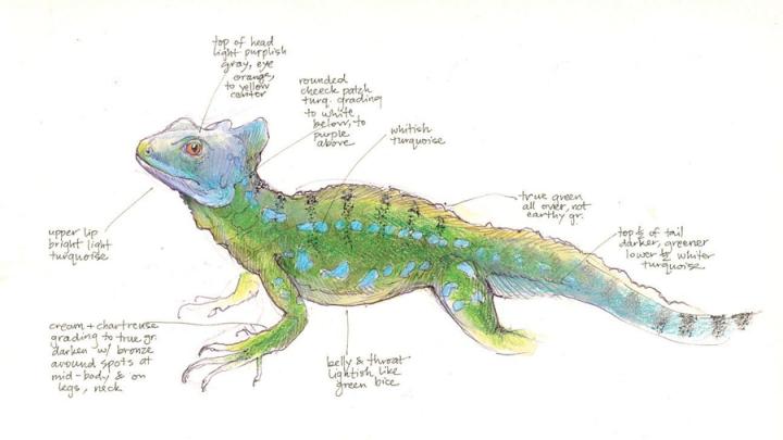 Using pencils, science illustrator Jenny Keller drew this basilisk lizard from a captive specimen. From <i>Field Notes on Science and Nature</i>