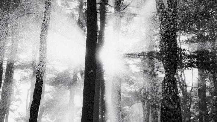 From <i>Trees and Gardens: Photography by Joseph Flack Weiler,</i> at the Arnold Arboretum