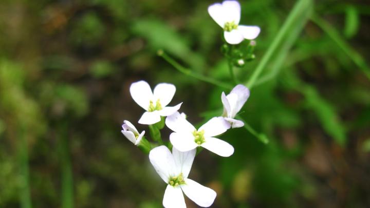 Arabidopsis arenosa.