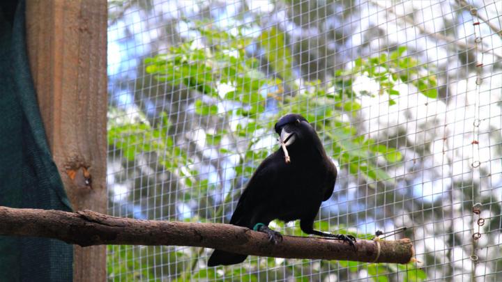 A crow perched on a branch inside an aviary holds a stick tool in its beak during downtime from the experiment 