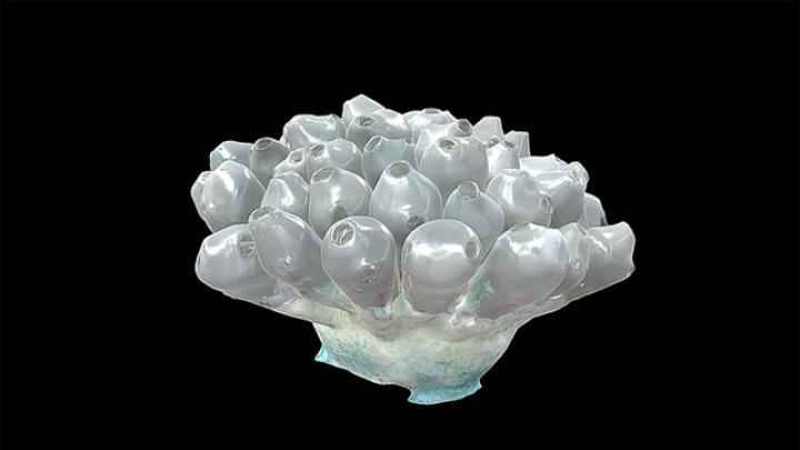 An image of a nine-centimeter-wide glass model of Diazona violacea, a tunicate colony found in the Northeast Atlantic and Mediterranean.