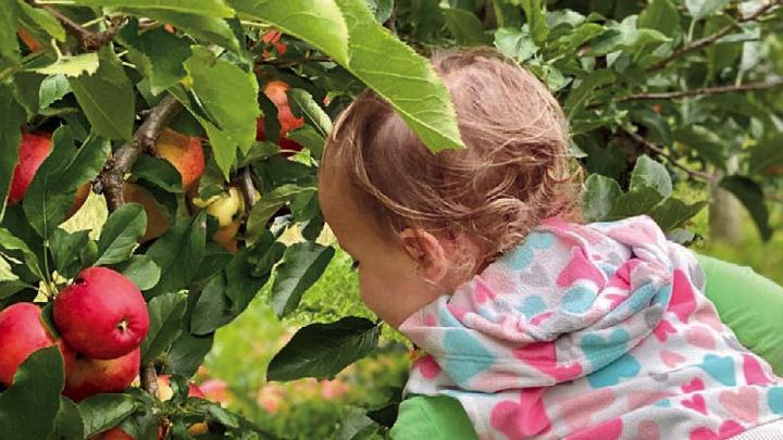 A child reaching for a red ripe apple in the orchards of Lookout Farm 