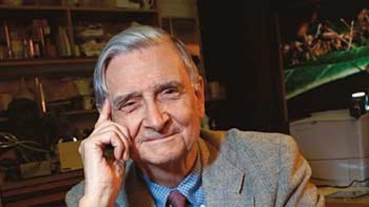 E. O. Wilson with his new <i>Pheldole</i> monograph and a specimen tray from the Museum of Comparative Zoology collection.