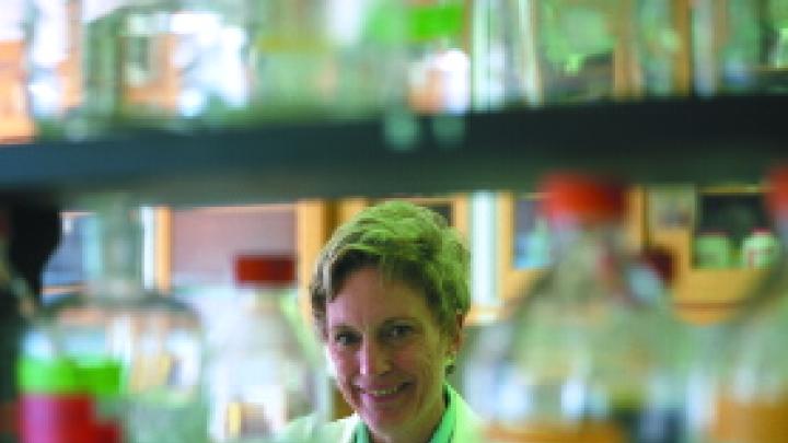 Researcher Francine Benes has penetrated a "blind spot" in neuroscience.
