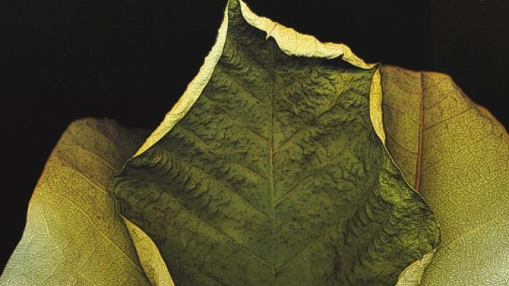 An image for <i>Botanica: Scanography by Marty Klein,</i> at the Arboretum