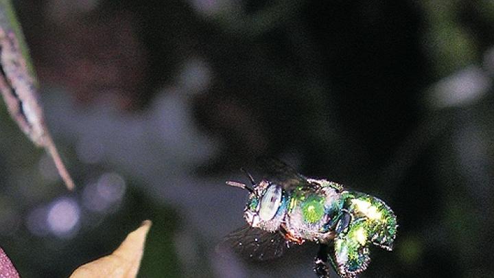 Orchid bees navigate turbulence by extending their massive hind legs to prevent rolling.