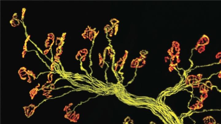 Thick bunches of nerves leave  the brain or spinal cord and branch intricately within muscle (fibers of which can be seen running vertically in the background at right). The  inset image shows individual axons (yellow) connecting to single  synapses (red). The red stain is a snake venom that binds only to muscle receptors; poisonous kraits use it to immobilize their prey.