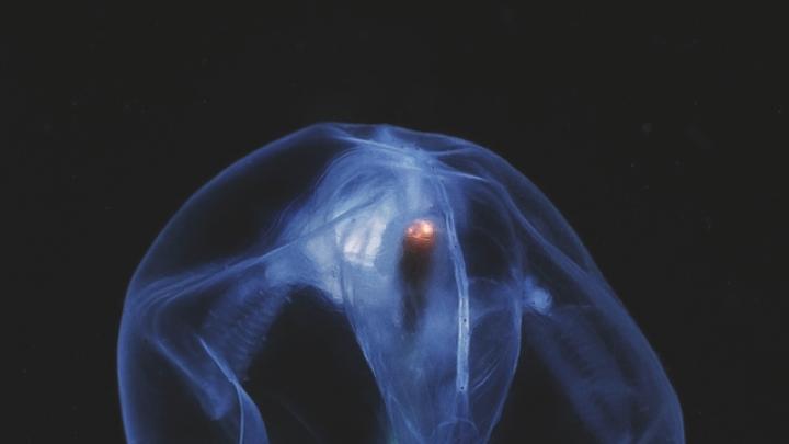 A deep-sea creature on display at the Harvard Museum of Natural History