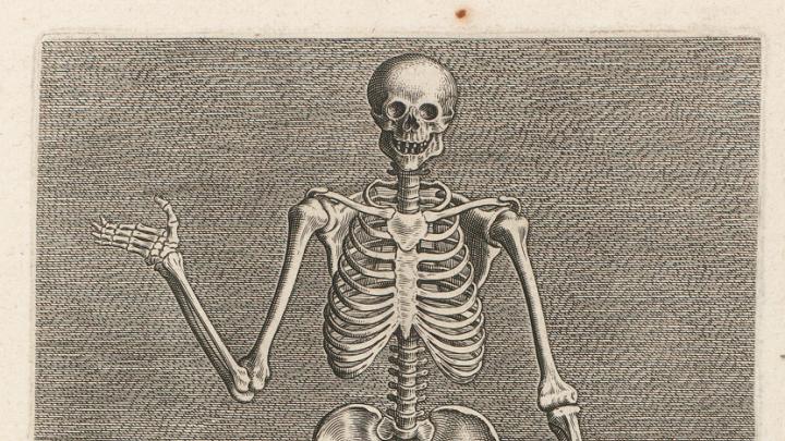 Philip Galle, <i>Skeleton from the Front</i> from the series <i>Instruction and fundamentals of good portraiture,</i> Antwerp, 1589. Engravings.