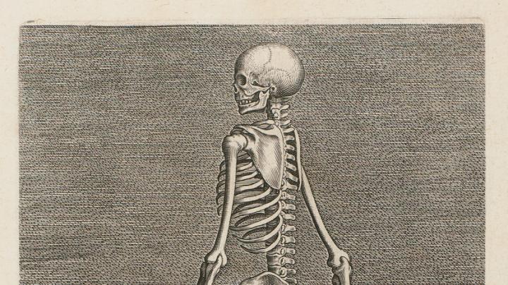 Philip Galle, <i>Skeleton in Left Profile</i> from the series <i>Instruction and fundamentals of good portraiture,</i> Antwerp, 1589. Engravings. 