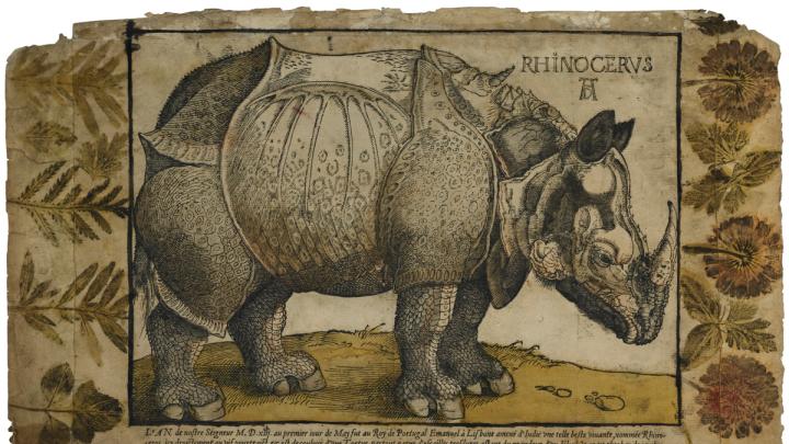 Unknown artist, after Albrecht Dürer and Hans Liefrinck the elder, <i>Rhinoceros,</i> c. 1550. Woodcut with hand- coloring, letterpress, and impressed plants.