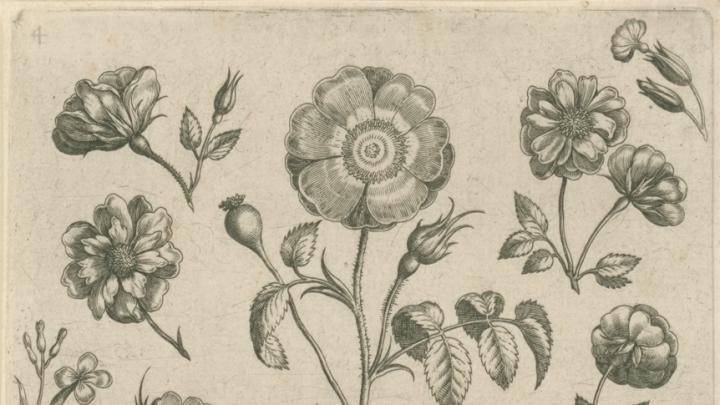 Adriaen Collaert, Rose from the series <i>Florilegium</i> (Collected images of flowers), Antwerp: Philip Galle, c. 1587–89. Engraving.
