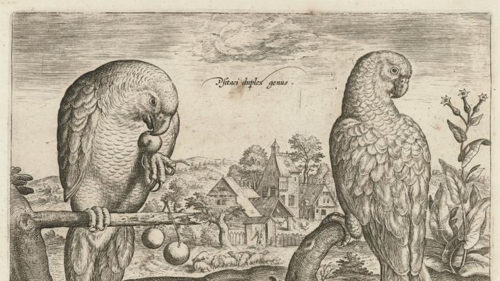 Adriaen Collaert, <i>Two Grey Red-Tailed Parrots</i> from the series <i>Living images of birds,</i> c. 1600. Engraving.