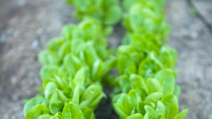 Fresh baby lettuce, ready for its close-up