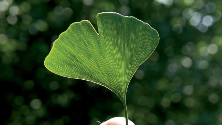 Scientist’s subject: Peter Del Tredici holds a distinctly veined, fan-shaped leaf from a female <i>Ginkgo biloba</i> that he imported in 1983.