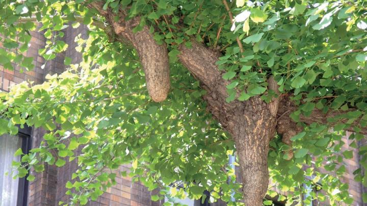 Ginkgo chichi on a tree at Tokyo University