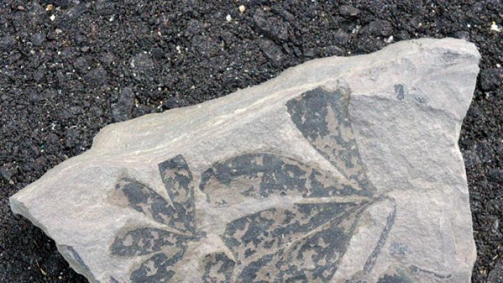 Fossil <i>Ginkgo yimensis,</i> about 170 million years old