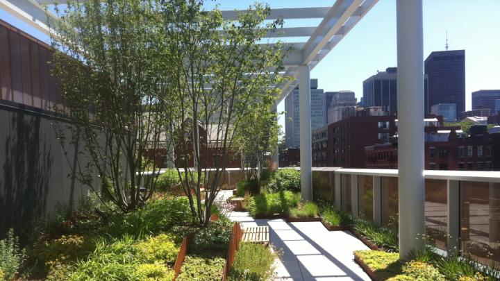 The rooftop garden, looking east