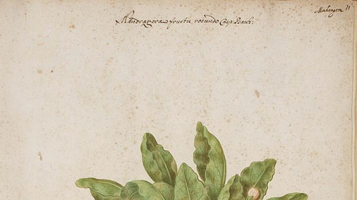 A mandrake, painted by Giovanna Garzoni