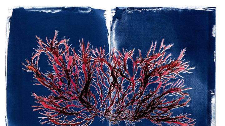 An image of branching red seaweed against a dark-blue background