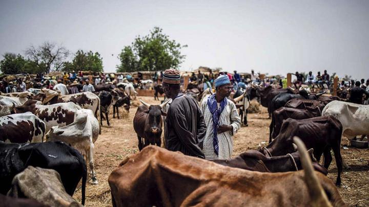 Emaciated cattle at a market in the Sahel region of Africa