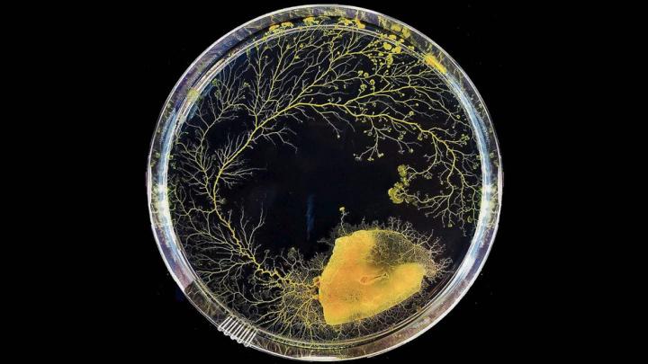 A sample of slime mold grows clockwise in a petri dish
