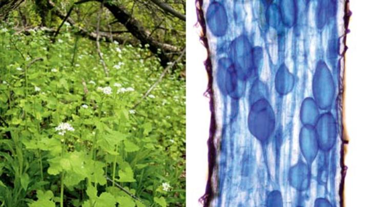 At left, the invader, a biennial herbaceous plant about three feet in height, shown here growing lustily in the understory, might reconstitute North American forests. At right, symbiosis in action. Vesicles of fungi, shown in blue, colonize the feeding tip of a tree root, its walls shown in brown.