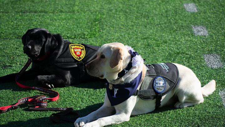 Yale mascot Handsome Dan XIX and a Harvard University Police dog at The Game