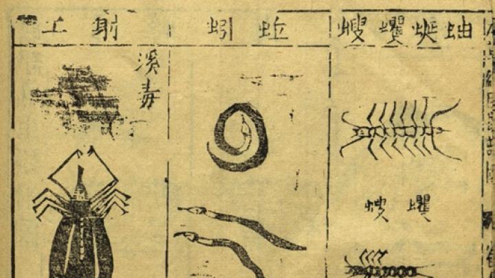 Pages from a first edition of the <i>Bencao gangmu</i> illustrate insects demonic and quotidian (this image) and assorted dragons and their bones (next image), all prescribed by Li for use in medicinal drugs.