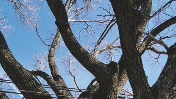 <i>CoExist</i> by Roberto Mighty is displayed at the Arnold Arboretum. 