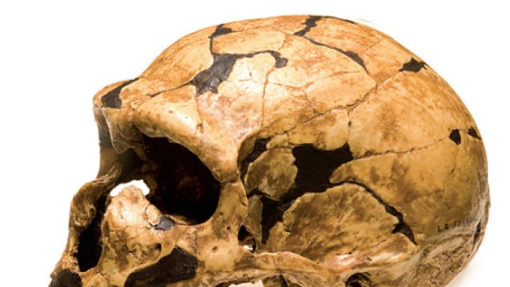 Neanderthal (La Ferrassie) 