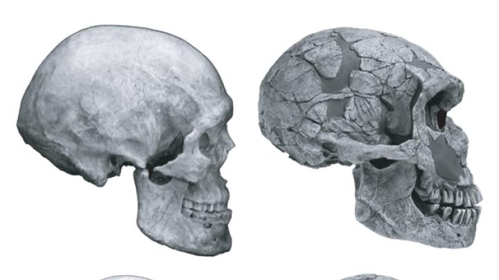 There are notable differences between skulls of humans and of Neanderthals. The human cranial vault is rounded, rather than lemon-shaped. Human faces are small and retracted and include chins. Neanderthals have large, protruding faces, with brow ridges and no chins.