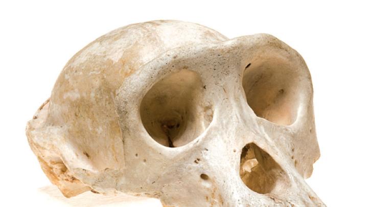 Skull and Bones History at the University of Utah