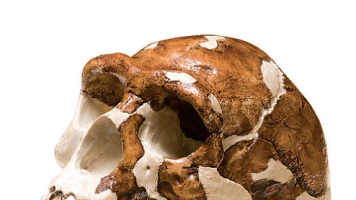 <i>Homo  erectus</i>