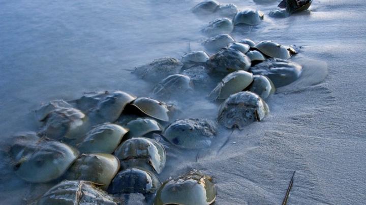 “Horseshoe crabs,” by Piotr Naskrecki, Harvard Natural History Museum